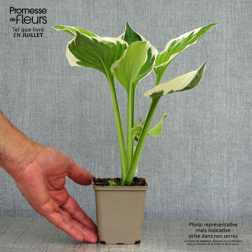 Spécimen de Hosta fortunei Patriot Godet de 8/9 cm tel que livré en été