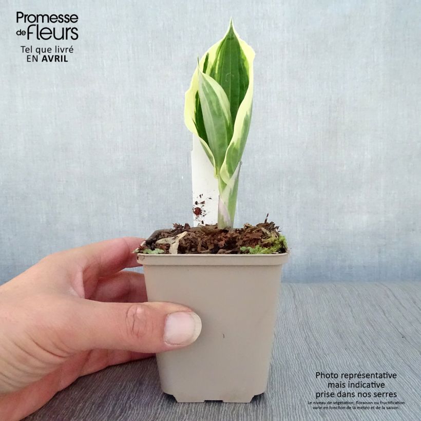 Spécimen de Hosta fortunei Patriot en godet de 9cm tel que livré au printemps