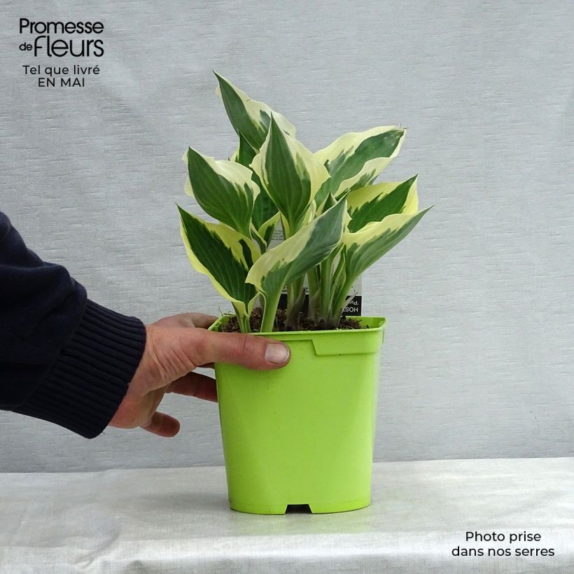 Spécimen de Hosta fortunei Patriot en pot de 2L/3L tel que livré au printemps