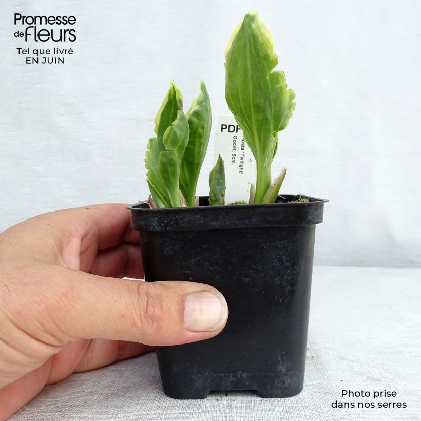Spécimen de Hosta fortunei Twilight Godet de 8/9 cm tel que livré en été