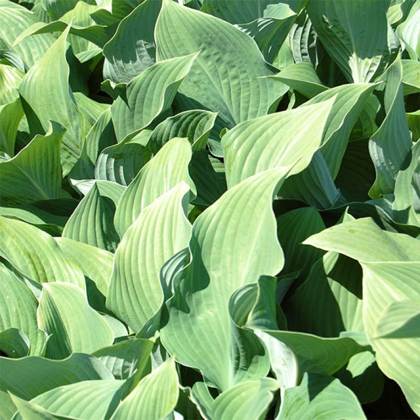 Hosta fortunei var hyacinthina (Feuillage)