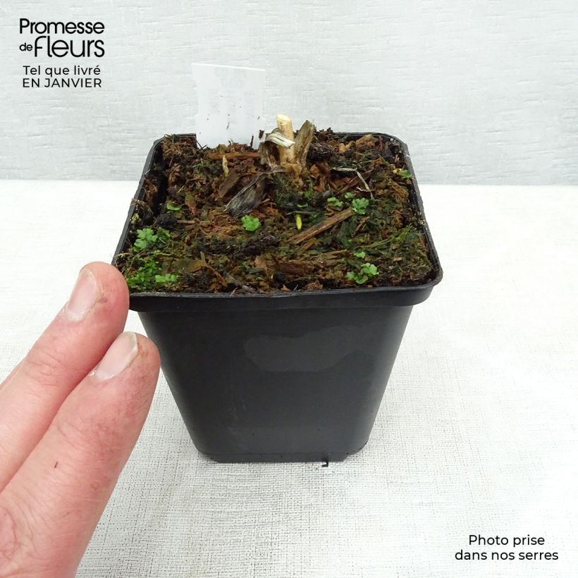 Spécimen de Hosta fortunei var hyacinthina tel que livré en hiver