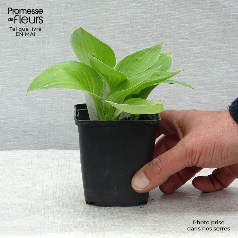 Spécimen de Hosta fortunei var hyacinthina Godet de 9cm tel que livré au printemps