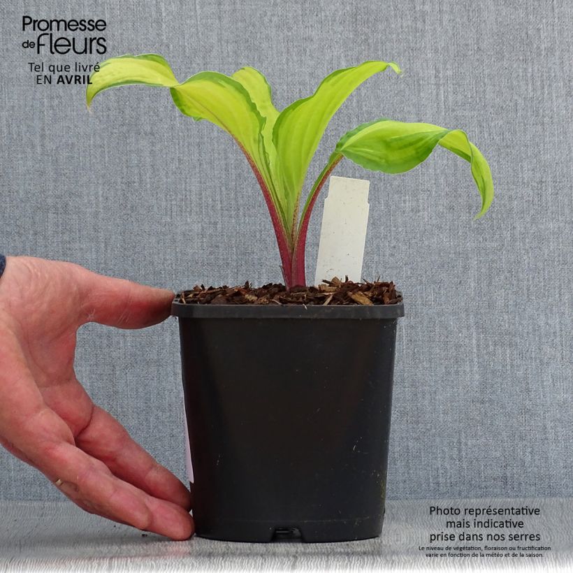 Spécimen de Hosta Lipstick Kiss - Pot de 1,5L/2L tel que livré au printemps
