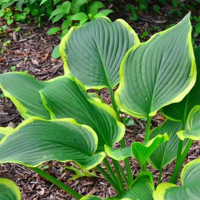 Hosta montana Yellow River (Feuillage)