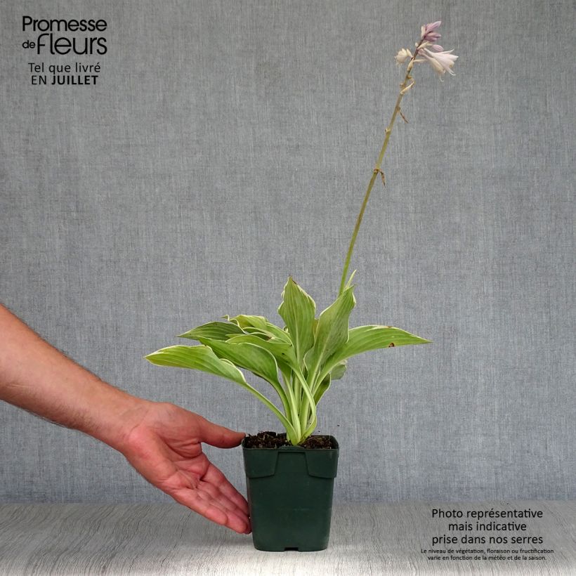 Spécimen de Hosta montana Yellow River Godet de 8/9 cm tel que livré en été