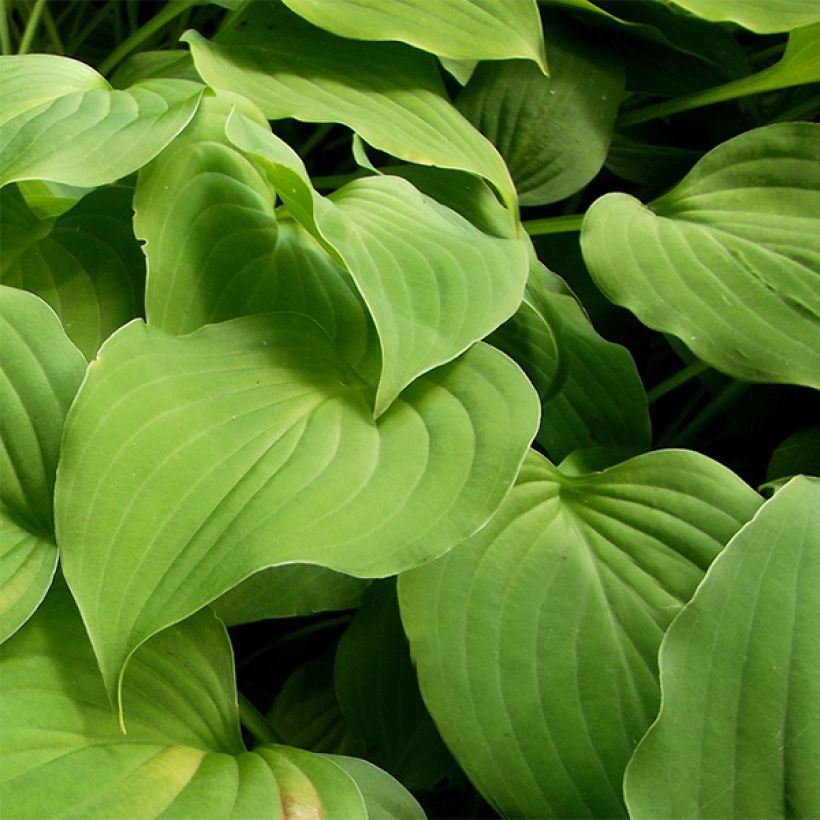 Hosta nakaiana (Feuillage)