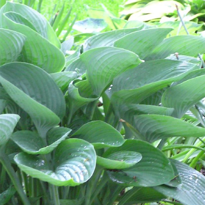 Hosta nigrescens (Feuillage)