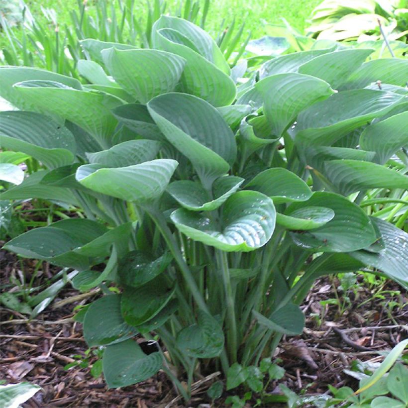 Hosta nigrescens (Port)