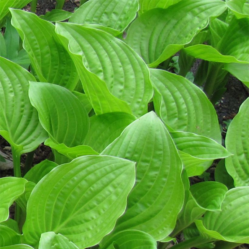 Hosta plantaginea var. japonica (Feuillage)