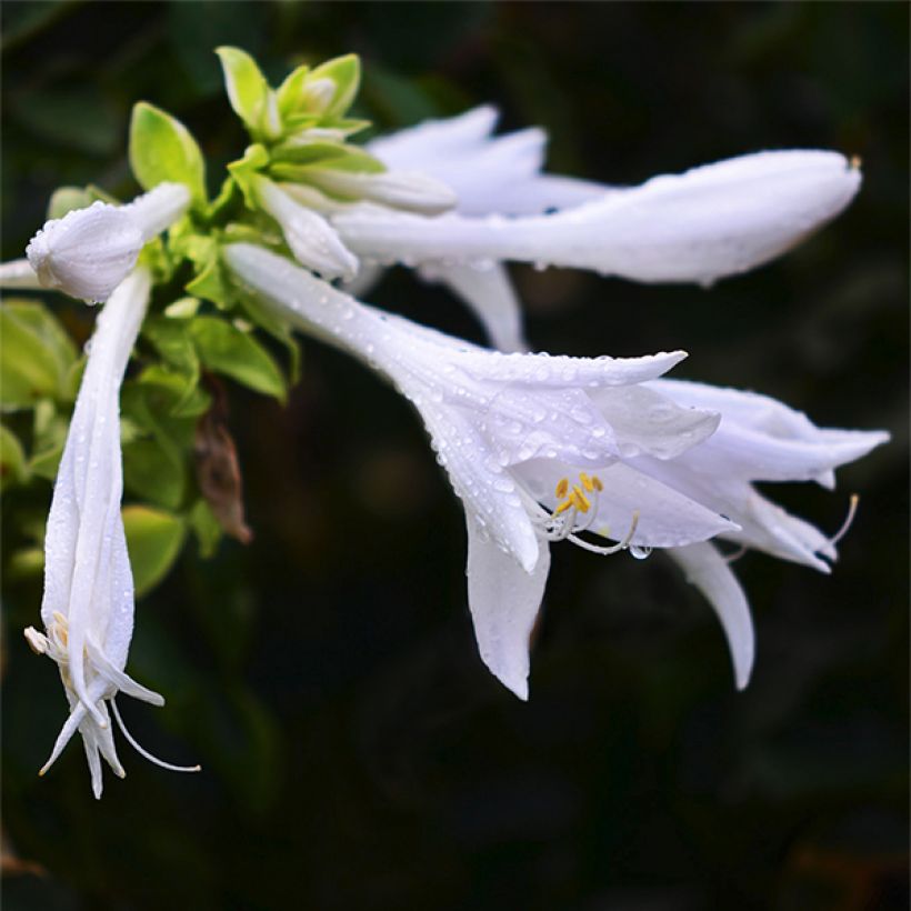 Hosta plantaginea var. japonica (Floraison)