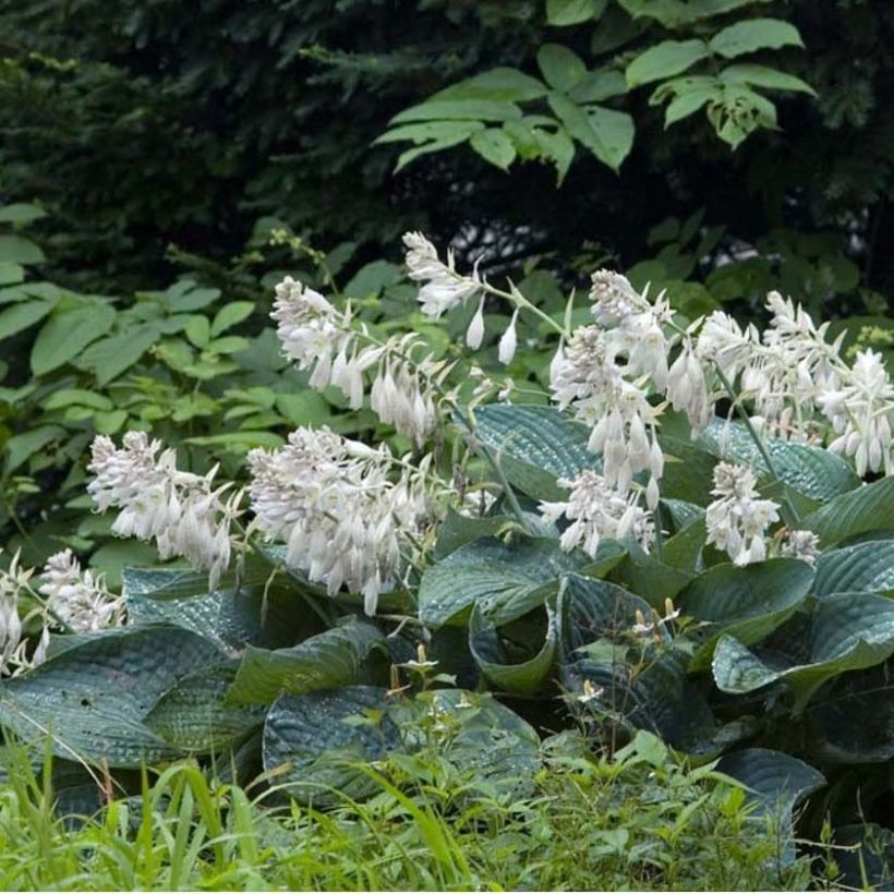 Hosta sieboldiana (Port)