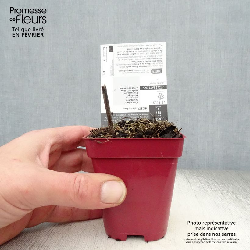 Spécimen de Hosta sieboldiana tel que livré en hiver