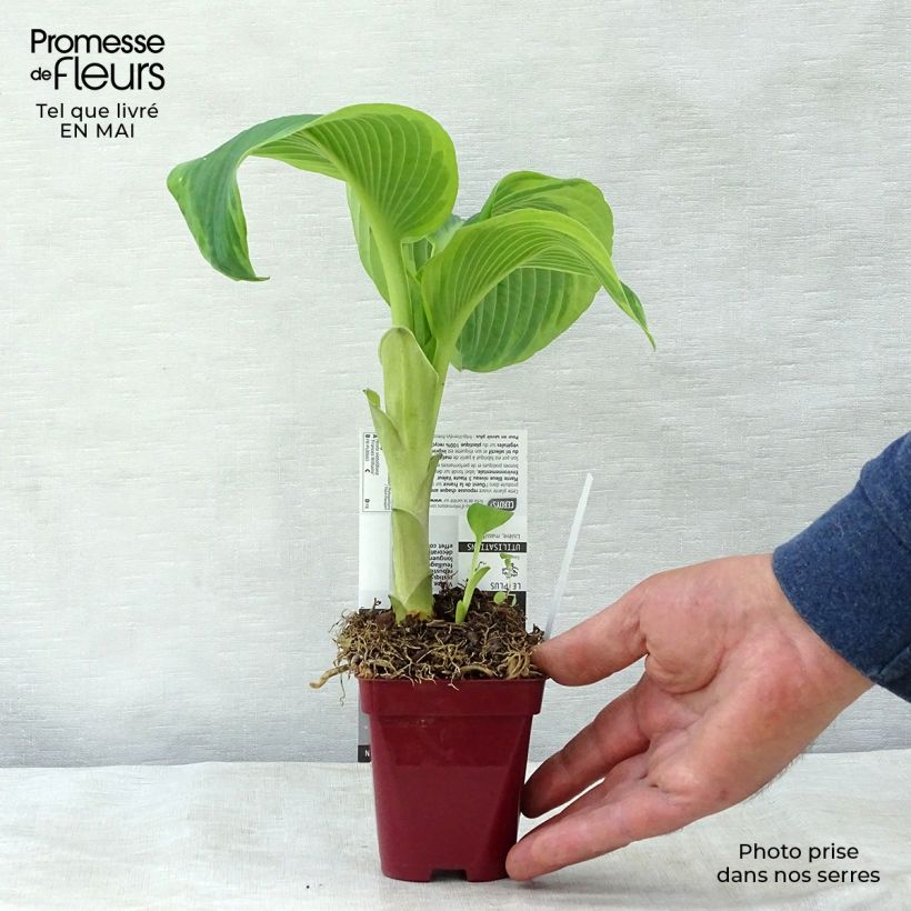 Spécimen de Hosta sieboldiana Frances Williams en godet de 9cm tel que livré au printemps