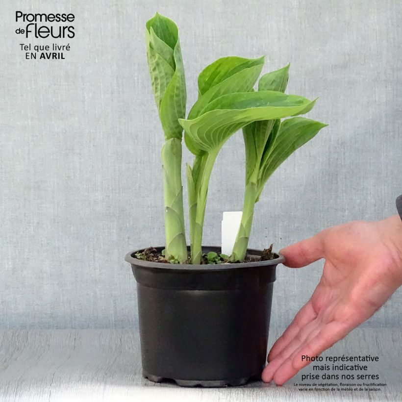 Spécimen de Hosta sieboldiana Frances Williams en pot de 3L tel que livré au printemps