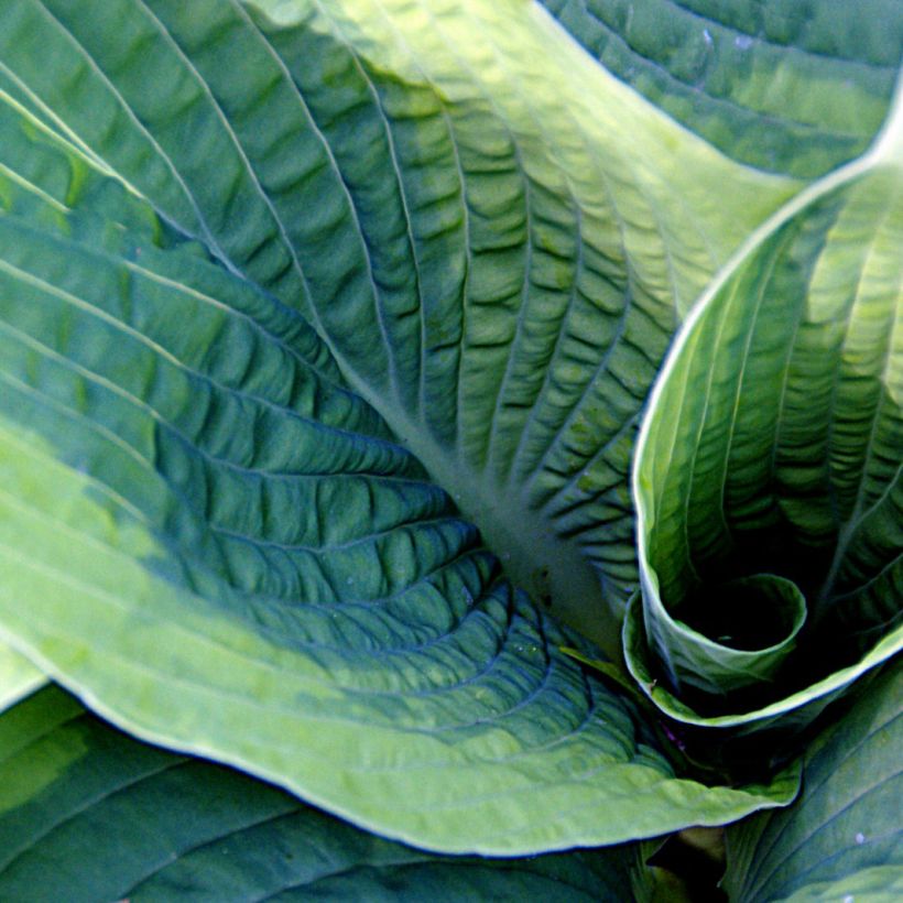 Hosta sieboldiana Frances Williams (Feuillage)