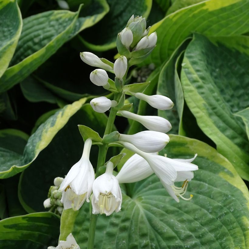 Hosta sieboldiana Frances Williams (Floraison)