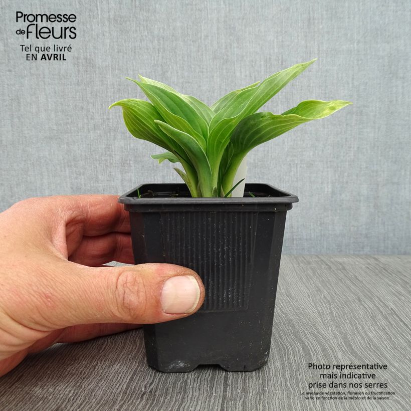 Spécimen de Hosta sieboldiana Godet de 8/9 cm tel que livré au printemps