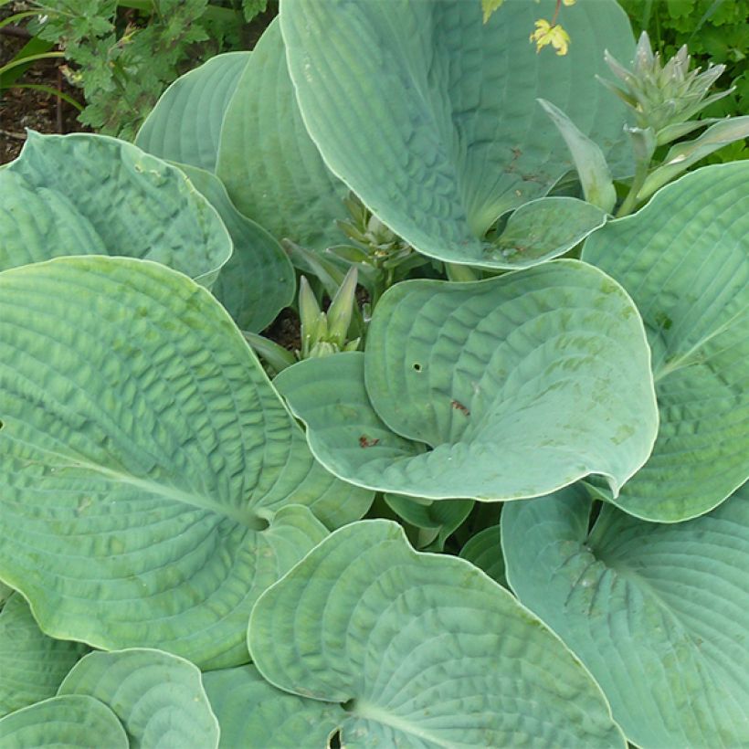 Hosta sieboldiana var. elegans (Feuillage)