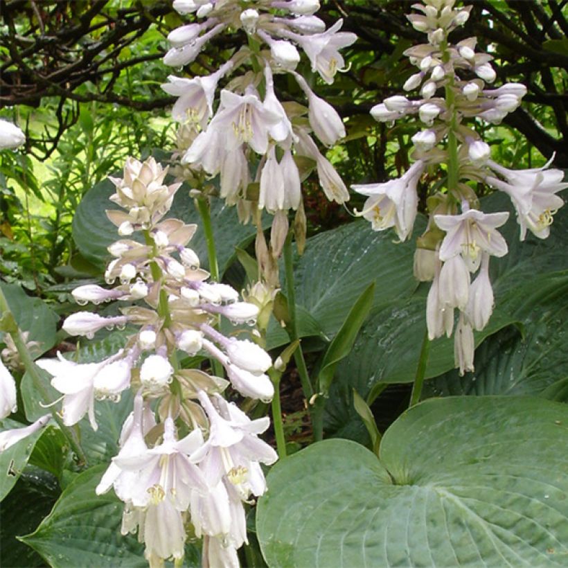 Hosta sieboldiana var. elegans (Floraison)