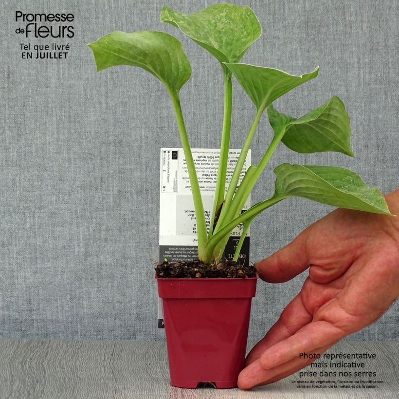 Spécimen de Hosta sieboldiana var. elegans Godet de 8/9 cm tel que livré en été