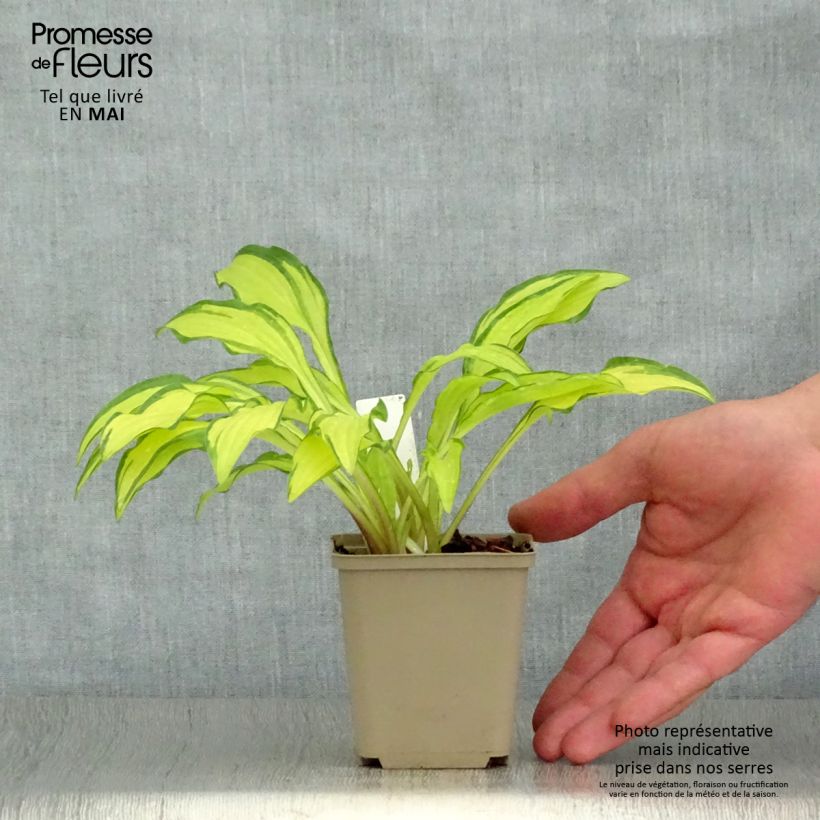 Spécimen de Hosta sieboldii Kabitan  Godet de 9cm tel que livré au printemps