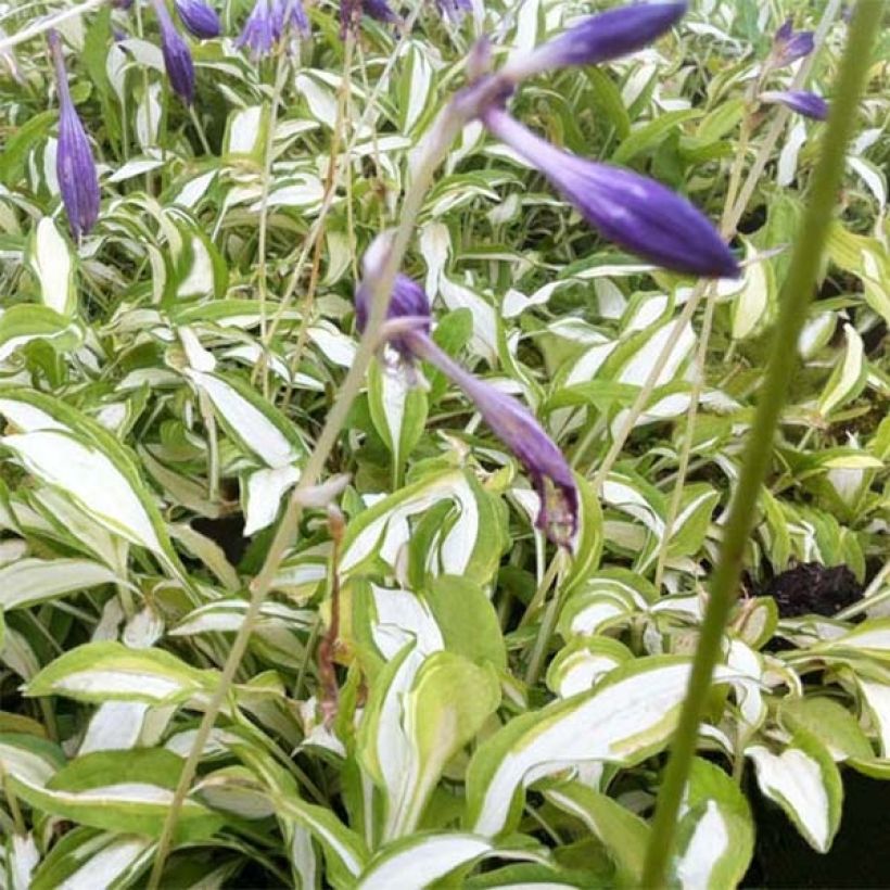 Hosta sieboldii Silver Kabitan  (Floraison)