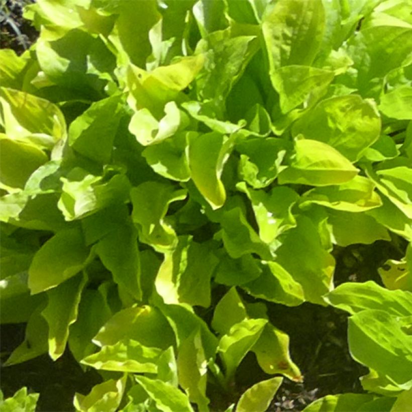 Hosta sieboldii Wogon (Feuillage)