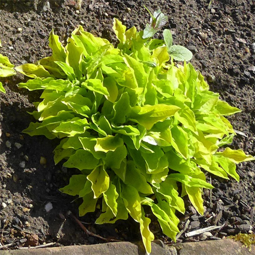 Hosta sieboldii Wogon (Port)