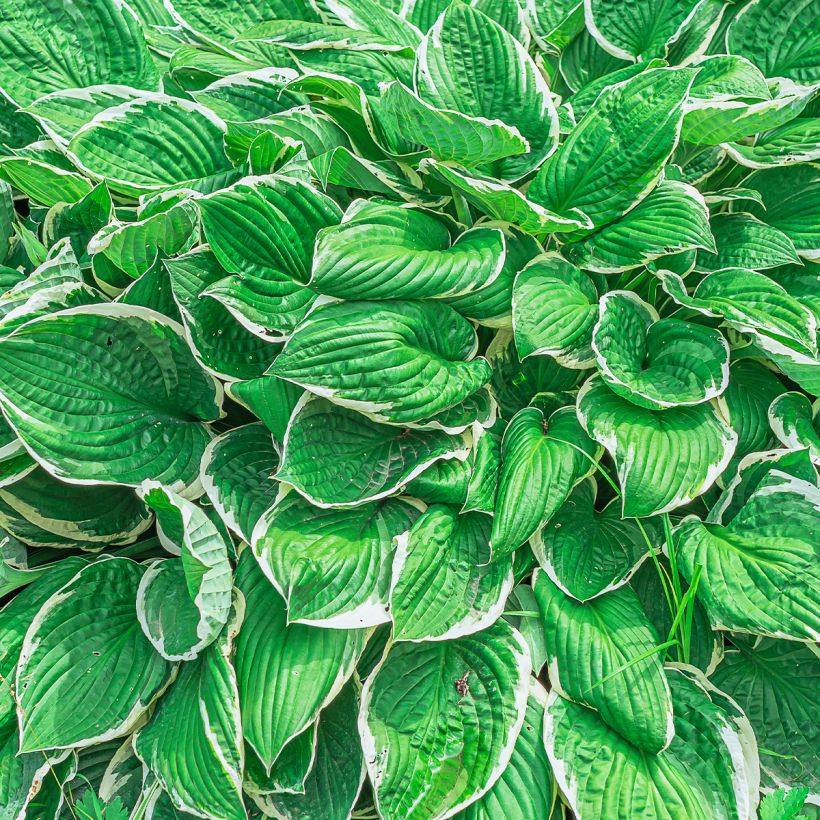 Hosta sieboldii var alba (Feuillage)