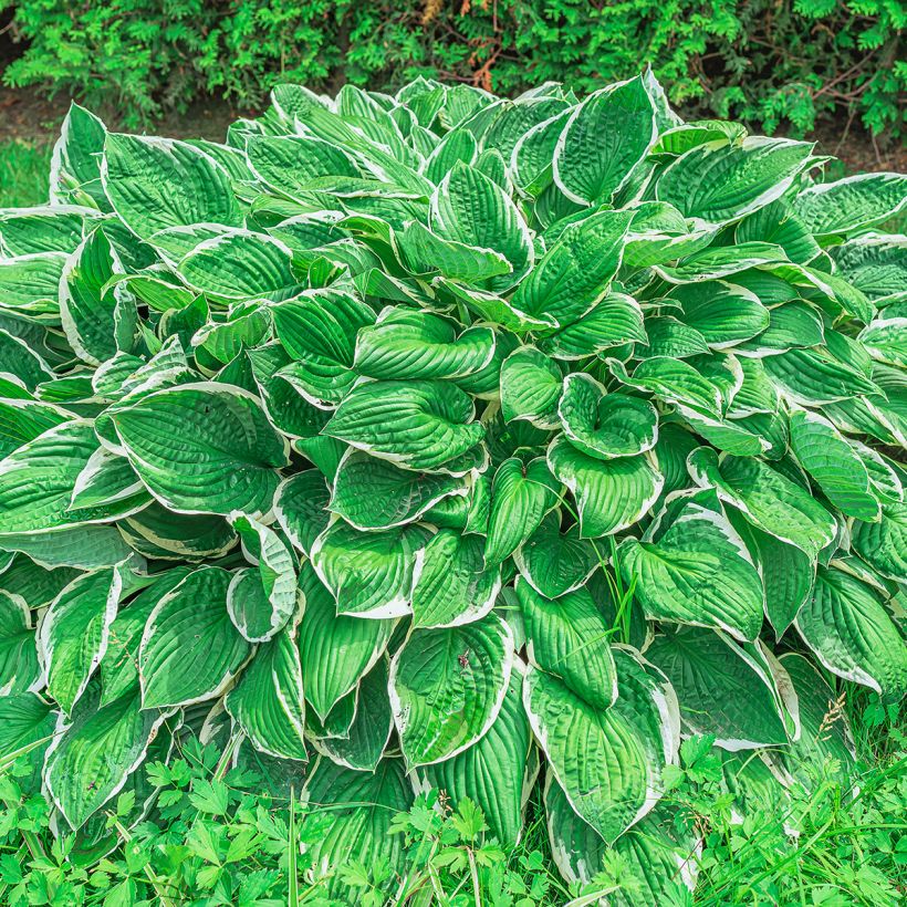 Hosta sieboldii var alba (Port)