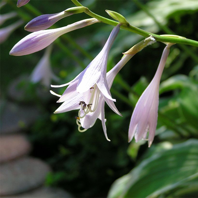 Hosta Summer Fragrance - Funkia  (Feuillage)