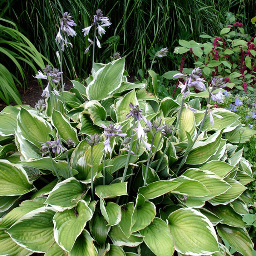 Hosta Summer Fragrance - Funkia  (Port)