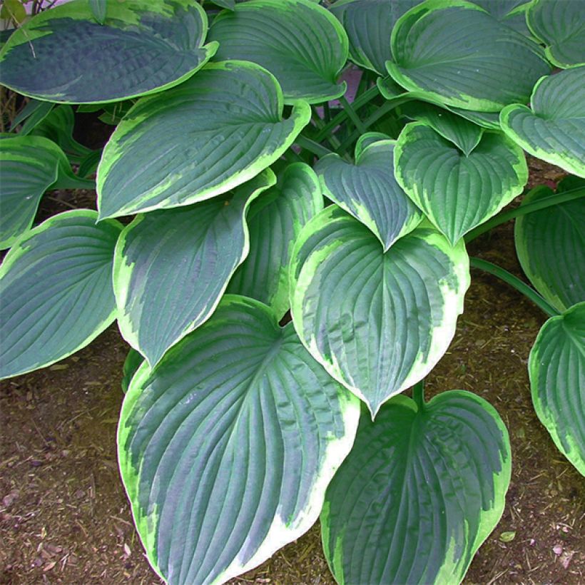 Hosta tardiana El Niño (Feuillage)