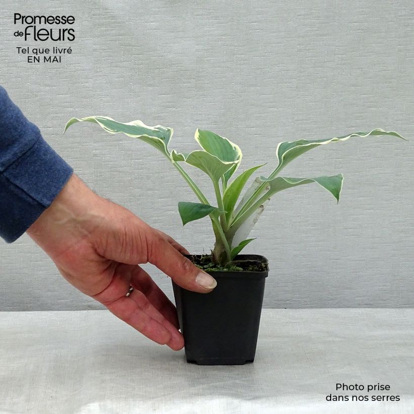 Spécimen de Hosta tardiana El Niño Godet de 9cm tel que livré au printemps