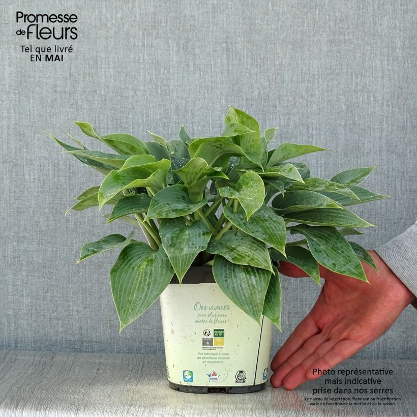 Spécimen de Hosta tardiana Halcyon - Hosta bleu Pot de 1,5L/2L tel que livré au printemps
