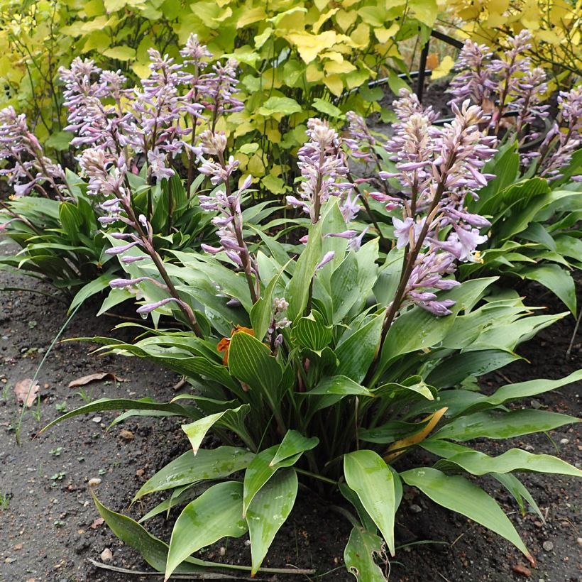 Hosta tardiflora (Port)