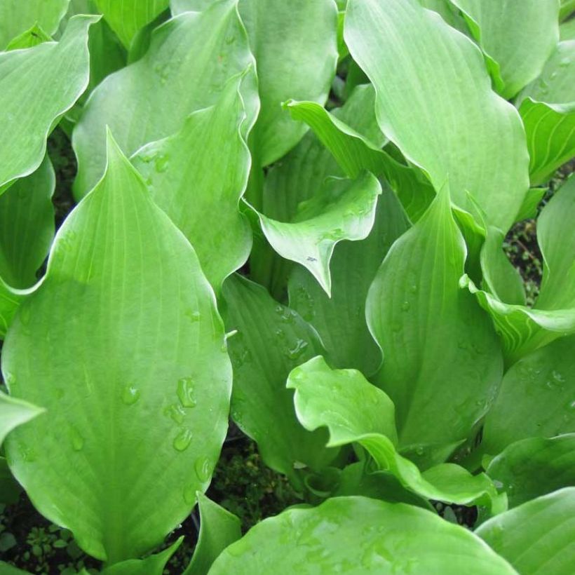 Hosta undulata Erromena (Feuillage)