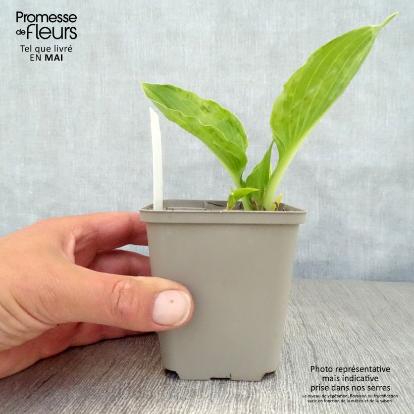 Spécimen de Hosta undulata Erromena Godet de 9cm tel que livré au printemps