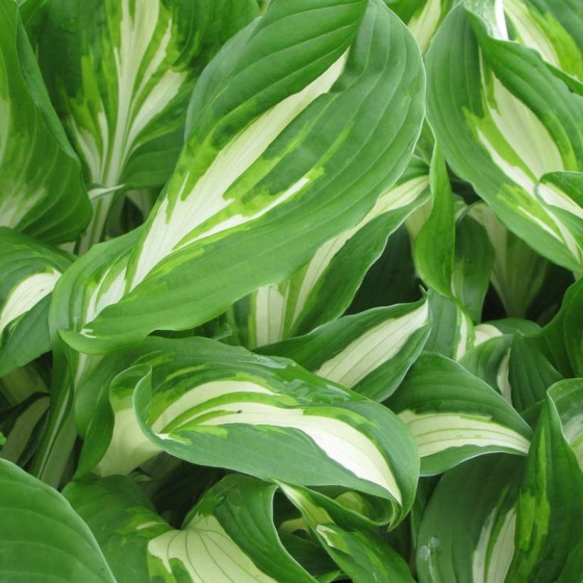 Hosta undulata Mediovariegata (Feuillage)