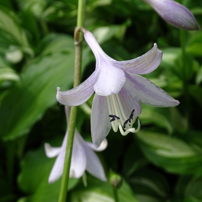 Hosta undulata Mediovariegata (Floraison)