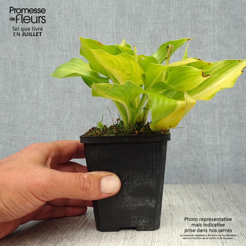 Spécimen de Hosta undulata Mediovariegata Godet de 8/9 cm tel que livré en été