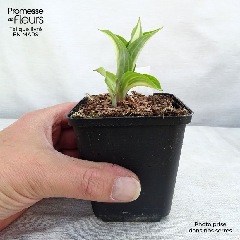 Spécimen de Hosta undulata Mediovariegata Godet de 9cm tel que livré au printemps