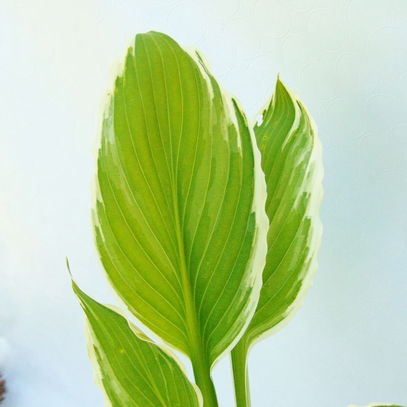Hosta undulata var albomarginata (Feuillage)