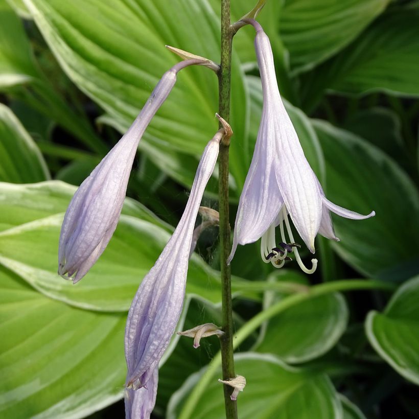 Hosta undulata var albomarginata (Floraison)