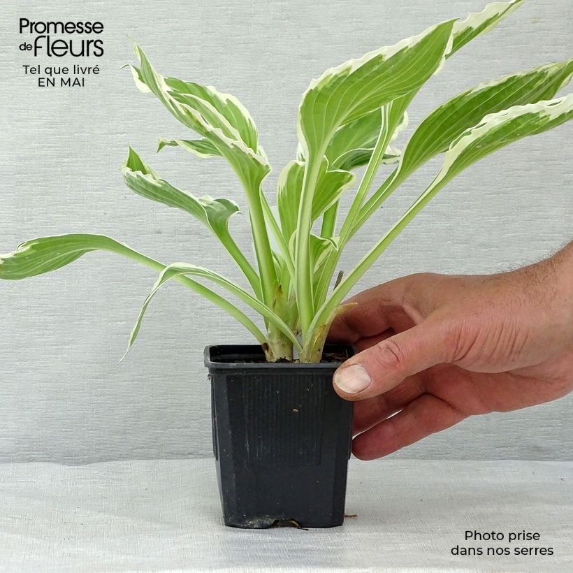 Spécimen de Hosta undulata var albomarginata Godet de 9cm tel que livré au printemps