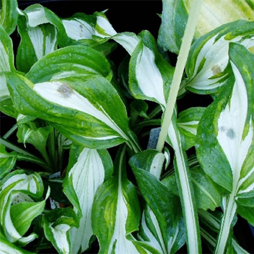 Hosta undulata var univittata (Feuillage)