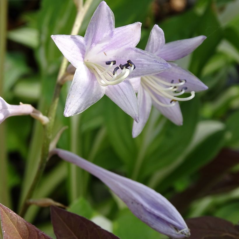 Hosta undulata var univittata (Floraison)