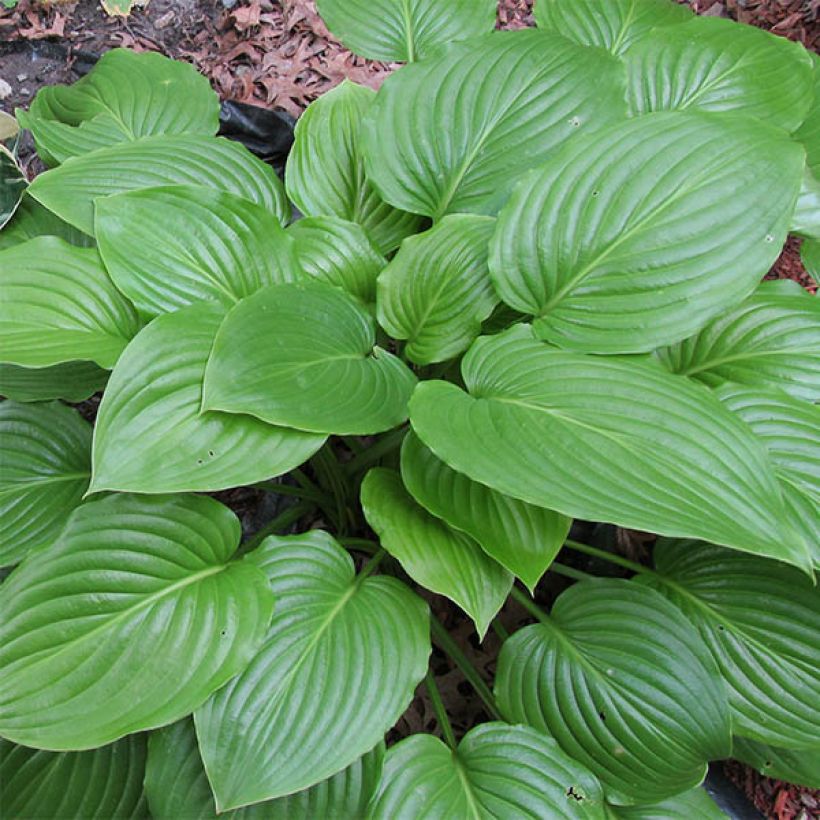 Hosta ventricosa (Feuillage)