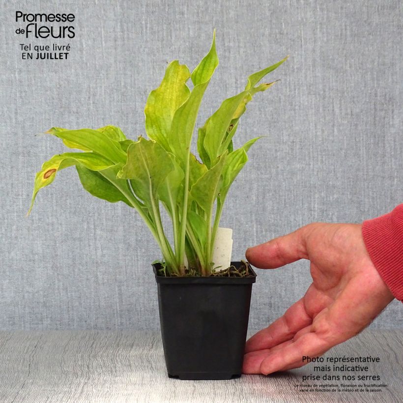 Spécimen de Hosta ventricosa Godet de 8/9 cm tel que livré en été